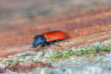 Capuchin beetle, Auger beetle, False powderpost beetle, Horned powderpost beetle (Bostrichus capucinus, Bostrychus capucinus, Bostrychus capucina, Apate capucinus), sitting on wood.