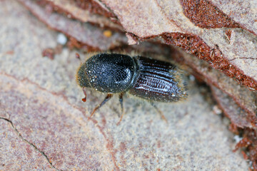 Detail shot of a bark beetle (Scolytidae, Scolytinae) on wooden surface.