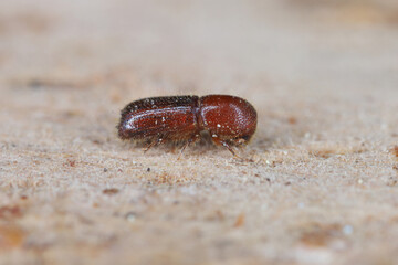 Detail shot of a bark beetle (Scolytidae, Scolytinae) on wooden surface.