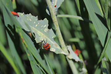 Red bugs on the rapeseed plant. Visible feeding damage, white spots on leaves. 