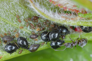 Fototapeta na wymiar Cherry blackfly Myzus cerasi close up of aphids on underside of cherry leaf.