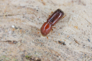 Detail shot of a bark beetle (Scolytidae, Scolytinae) on wooden surface.