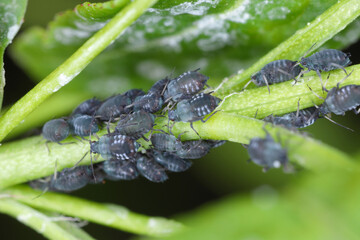 Ivy aphids (Aphis hederae) on tree ivy (Fatshedera lizei).