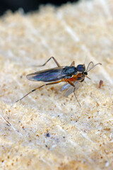 A predatory fly (Dance fly, Hybotidae) eating a hunted fly.