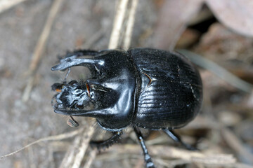 Minotaur beetle (Typhaeus typhoeus), a dung beetle.