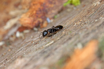 Carpenter ant Camponotus on wood.