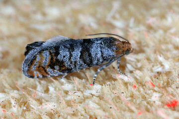 Pine Bud Moth (Pseudococcyx turionella), caterpillars are pests of pine trees in forests and gardens.
