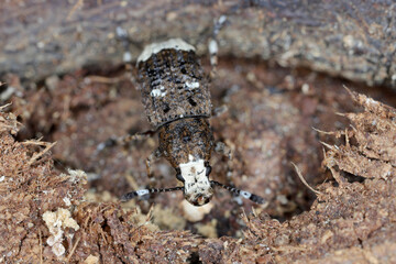 Fungus weevil (Platystomos albinus) on wood.