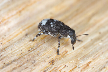 Fungus weevil (Tropideres albirostris) on wood.