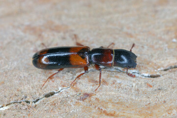 Beetle Nemozoma elongatum (Trogossitidae) on wood.