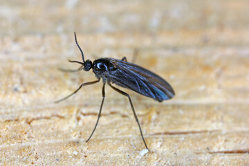 Macro image of a Dark-winged Fungus Gnat (Sciaridae) on wood. © Tomasz
