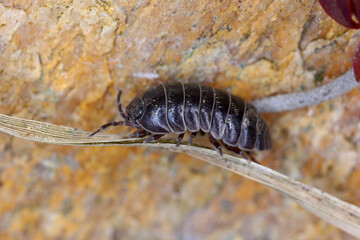 Close up of a woudlouse species, Porcellio spinicornis. 