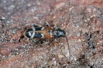 Longhorn beetle (Phymatodes alni), on deadwood.