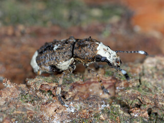 Fungus weevil (Platystomos albinus) on wood.