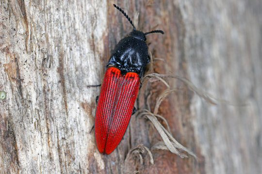 Click Beetle (Elateridae) on wood.