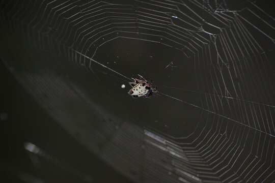 Gasteracantha Images Browse 370 Stock Photos, Vectors, and Video