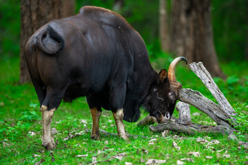 Gaur or Indian Bison in Forest