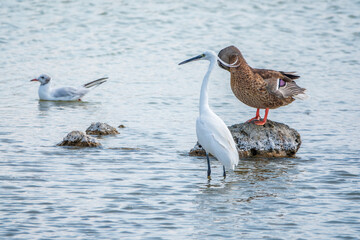 The small white heron or Little egret stands in the lake