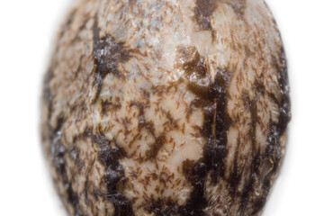 Cannabis close up macro