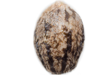 Cannabis seed close up