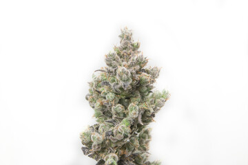 Cannabis flower close up