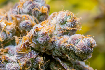 Cannabis close up macro