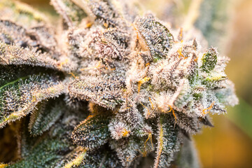 Cannabis close up of flower macro