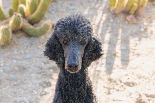 Serious up close view of the graying black standard poodle dog sitting posed for pet portraits in his backyard