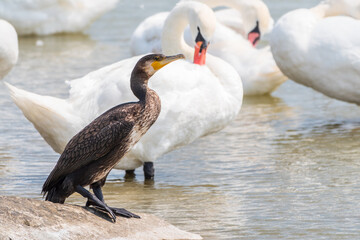 Great cormorant stands among white swans on the lake shore