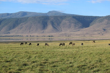 wildebeest in the landscape