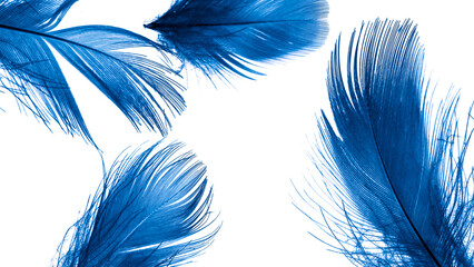 blue duck feathers on a white isolated background