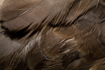 hawk feathers with visible detail. background or texture