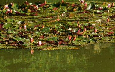 water lilies on the water in the pond