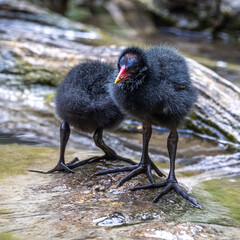 Little Common moorhen baby, Gallinula chloropus also known as the waterhen © rudiernst