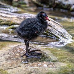Little Common moorhen baby, Gallinula chloropus also known as the waterhen