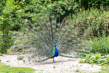 Indian Peacock or Blue Peacock, Pavo cristatus