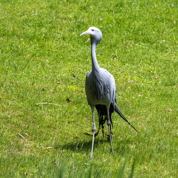 The Blue Crane, Grus paradisea, is an endangered bird
