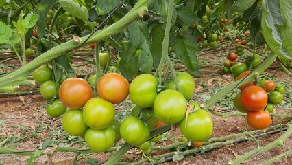 tomatoes in the garden, is ripe to eat