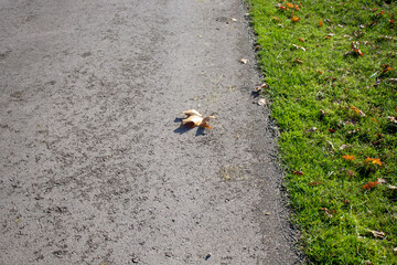 Autumn leaves on the road