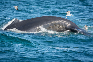 Diving Humpback Whale off Cape Cod