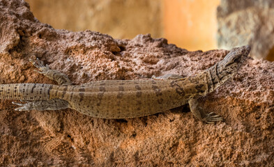 Stripe-tailed pygmy monitor, Varanus caudolineatus, portrait