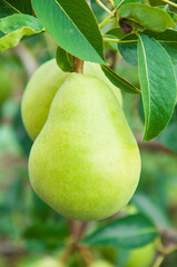 ripe pears on the tree. juicy fruits in the garden. sweet pears on the background of the garden. fruit growing concept