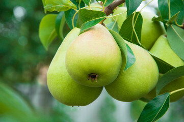 ripe pears on the tree. juicy fruits in the garden. sweet pears on the background of the garden. fruit growing concept