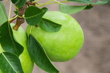 ripe pears on the tree. juicy fruits in the garden. sweet pears on the background of the garden. fruit growing concept