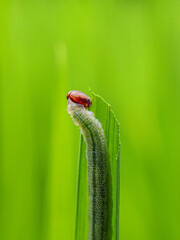 Caterpillar