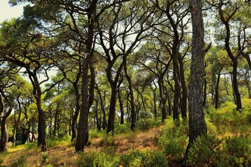 Mediterranean pine forest, trees with twisted trunks