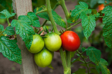red tomatoes in the garden. ripe fruits on tomato bushes. juicy young vegetables in the garden. ketchup cooking concept.