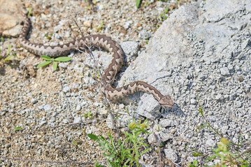 Nose-Horned Viper male in natural habitat (Vipera ammodytes)