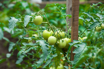 green tomatoes on the bushes. the concept of growing tomatoes. unripe vegetables in the garden.