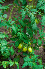 green tomatoes on the bushes. the concept of growing tomatoes. unripe vegetables in the garden.